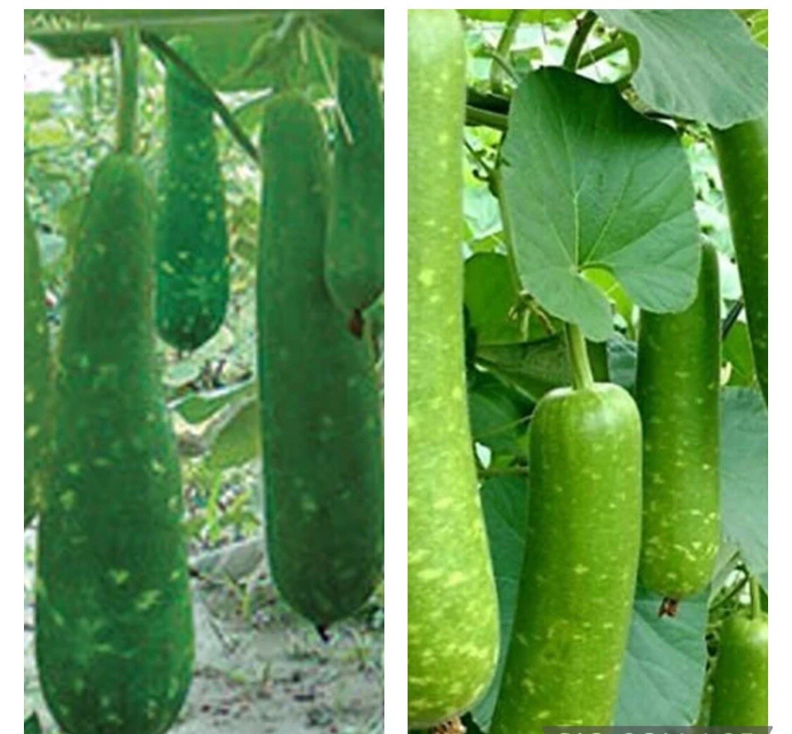 10 Seeds-Long Mottled Green Gourd Seeds, Heirloom, Non-GMO Buy2get1Free