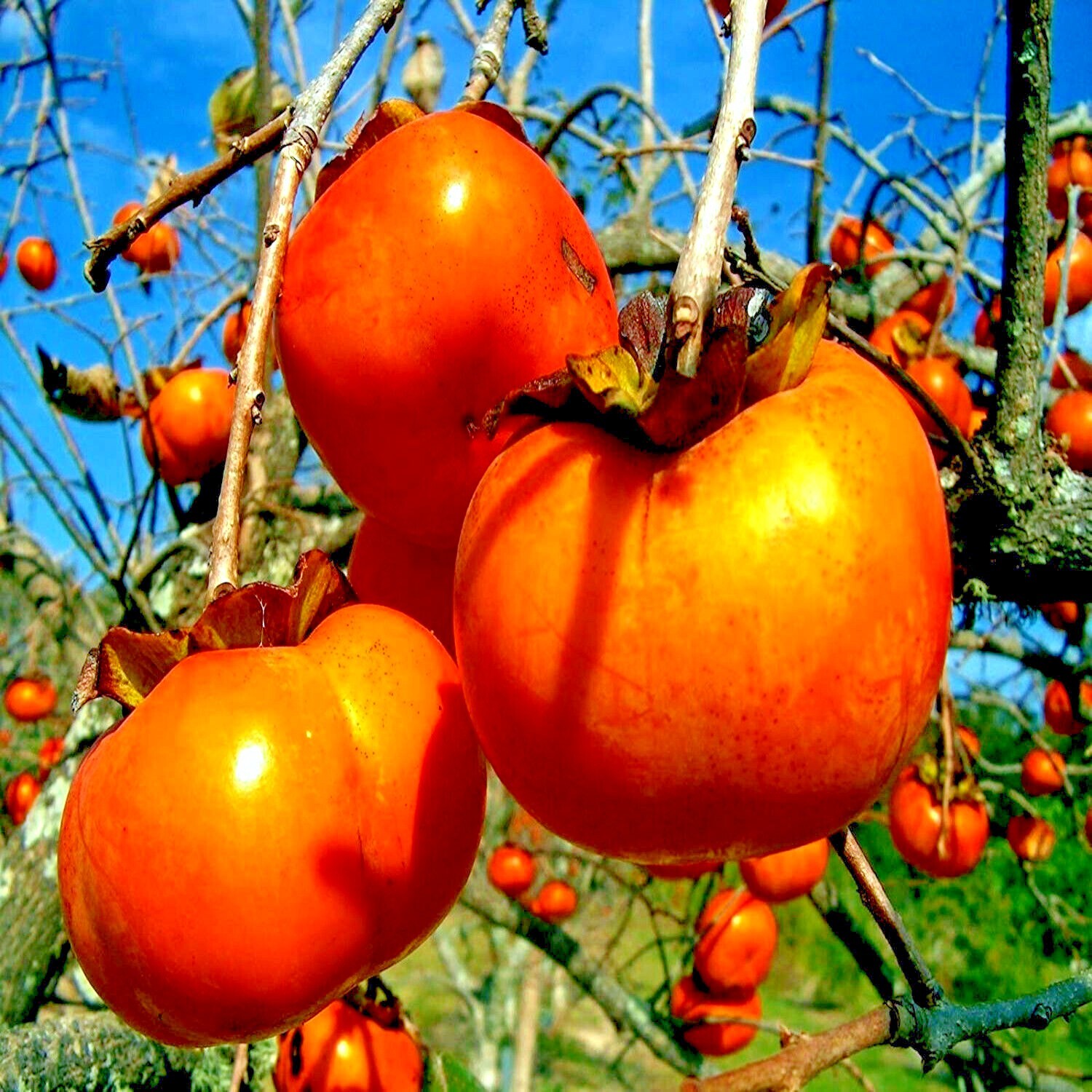20 JAPANESE PERSIMMON TREE SEEDS (Diospyros Kaki) Asia Hardy Garden Fruit Plant