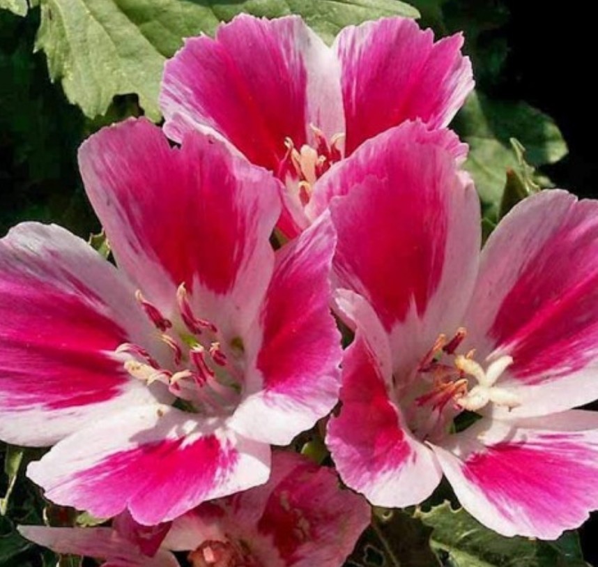 750+ Farewell to Spring Seeds **Fresh Seeds** ~~Free Shipping~~