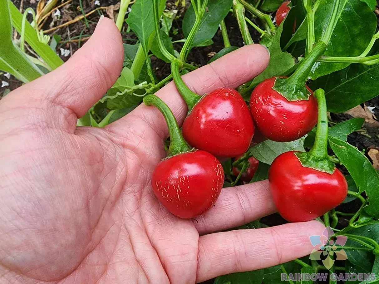 25+ Red Cherry Sweet Pepper Seeds for Garden Planting – USA – FREE SHIPPING!