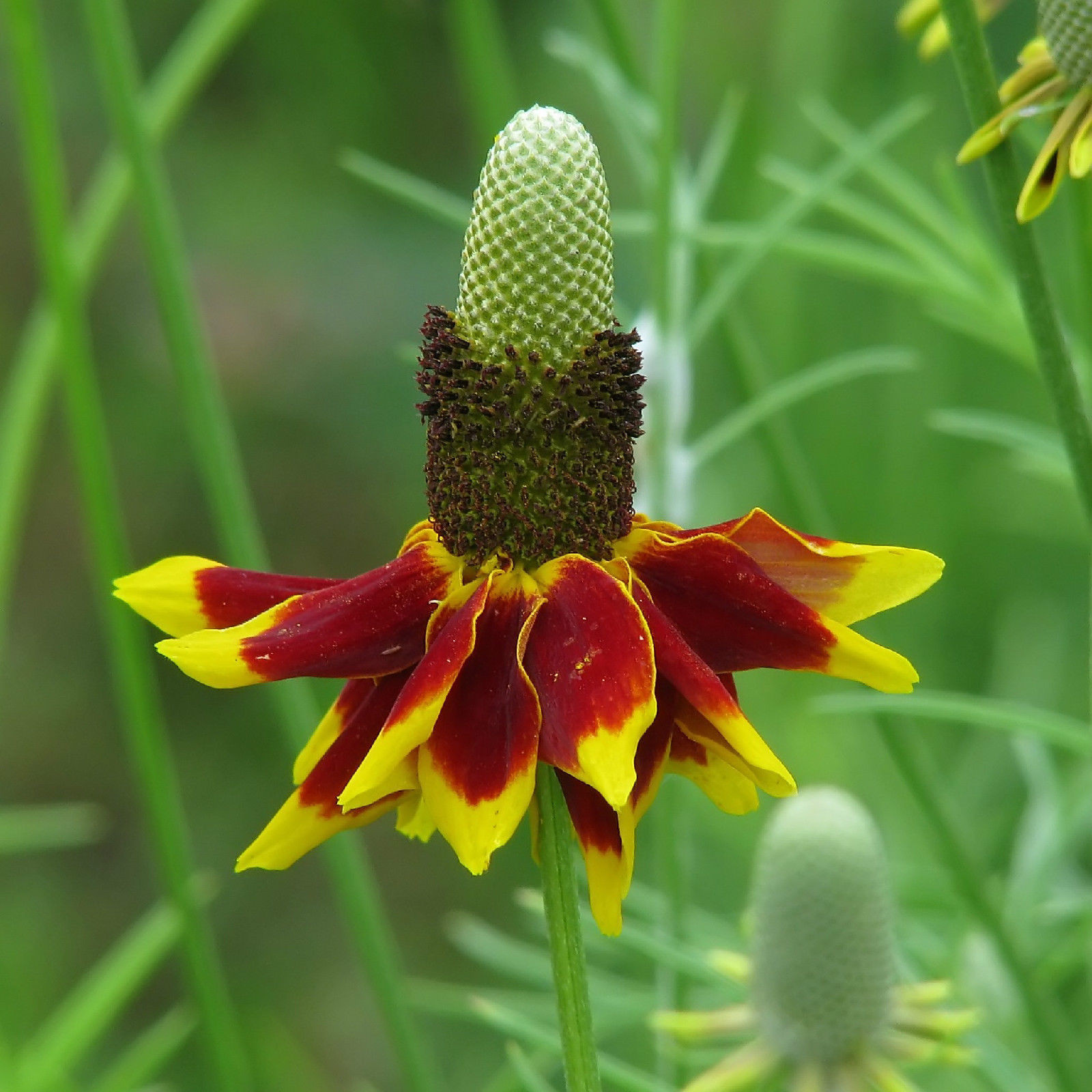 400 SEEDS – mexican hat GREAT CUT FLOWER! GroCo USA – BUY ANY 15 – FREE SHIPPING
