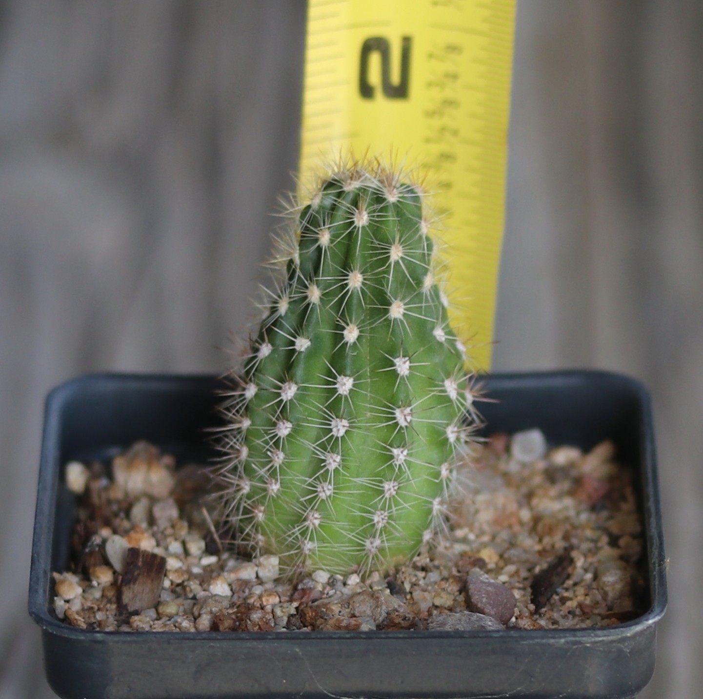 Echinopsis hybrid ‘W-24’