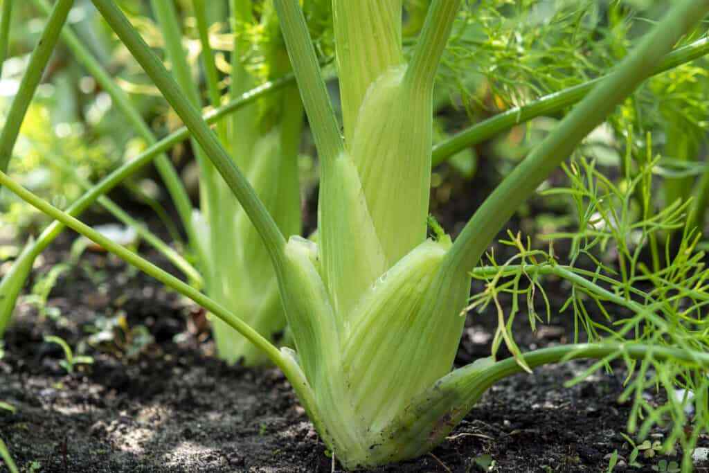 Florence Fennel Seeds, Anise Aroma, Finnochio, NON-GMO, FREE SHIPPING