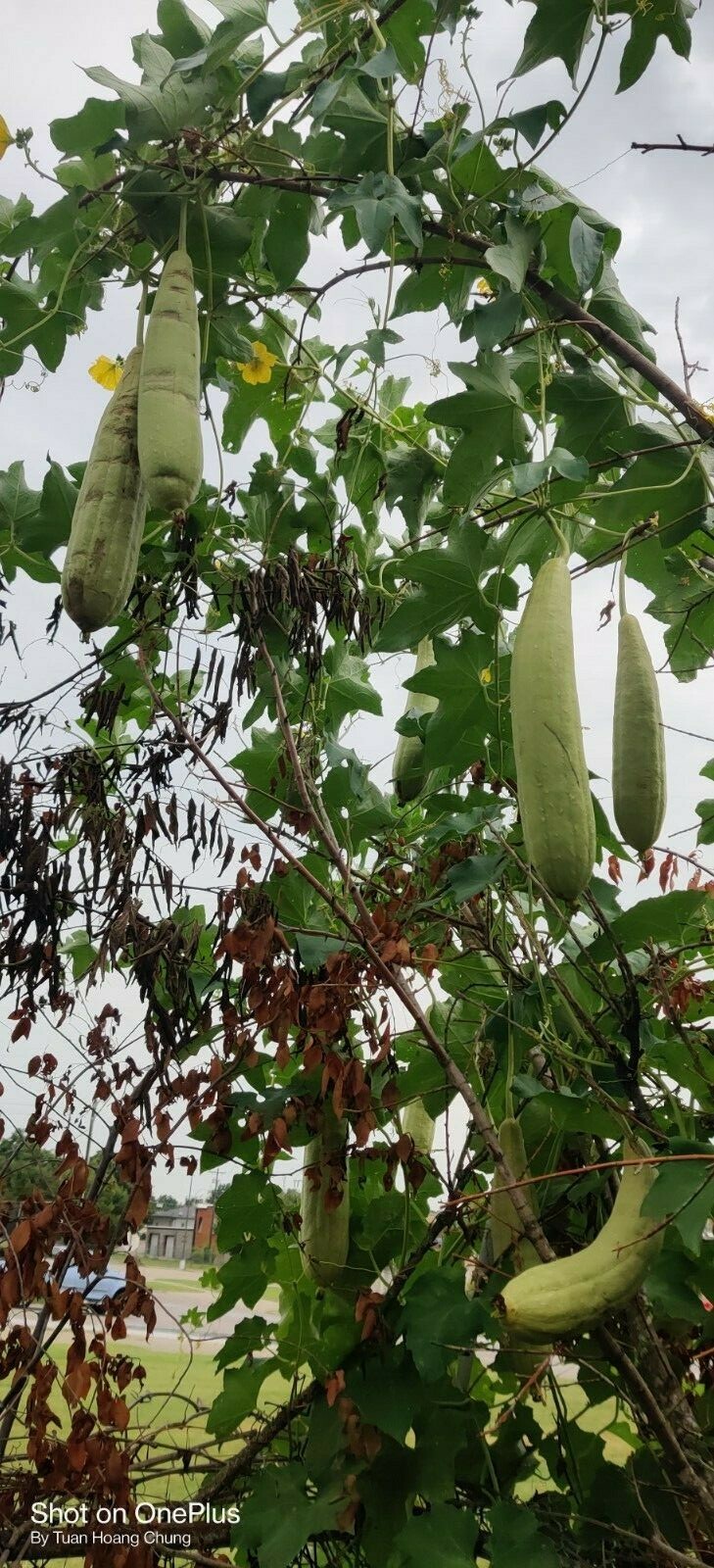 30 Luffa Gourd Seeds / Mướp Hương for 2025 season. US Seller