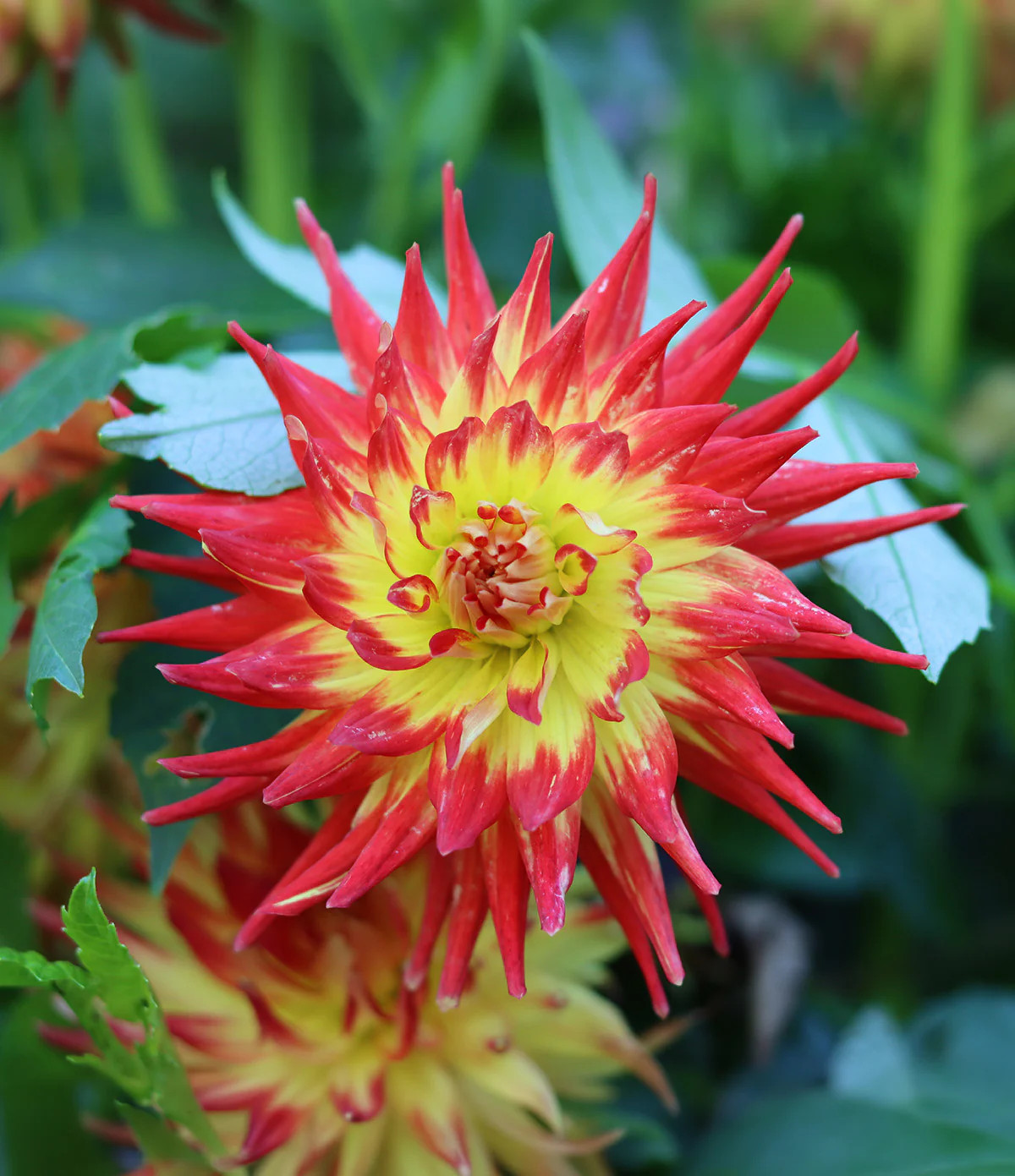 Bridgeview Aloha Cactus Dahlia – 3 root divisions