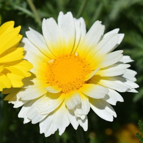 Crown Garland Daisy Seeds AKA Chrysanthemum coronarium antimonio mirabeles Moya