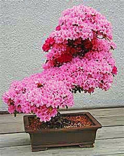 JAPANESE SAKURA CHERRY BLOSSOM TREE SEEDS (Prunus sargentii) Hardy Flower Plant
