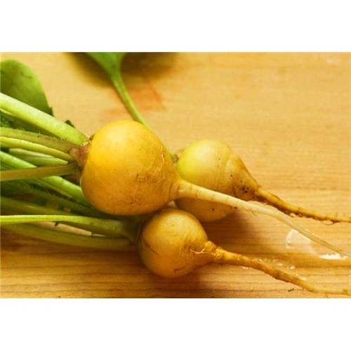 radish GOLDEN HELIOS, yellow outside, 46 seeds! GroCo