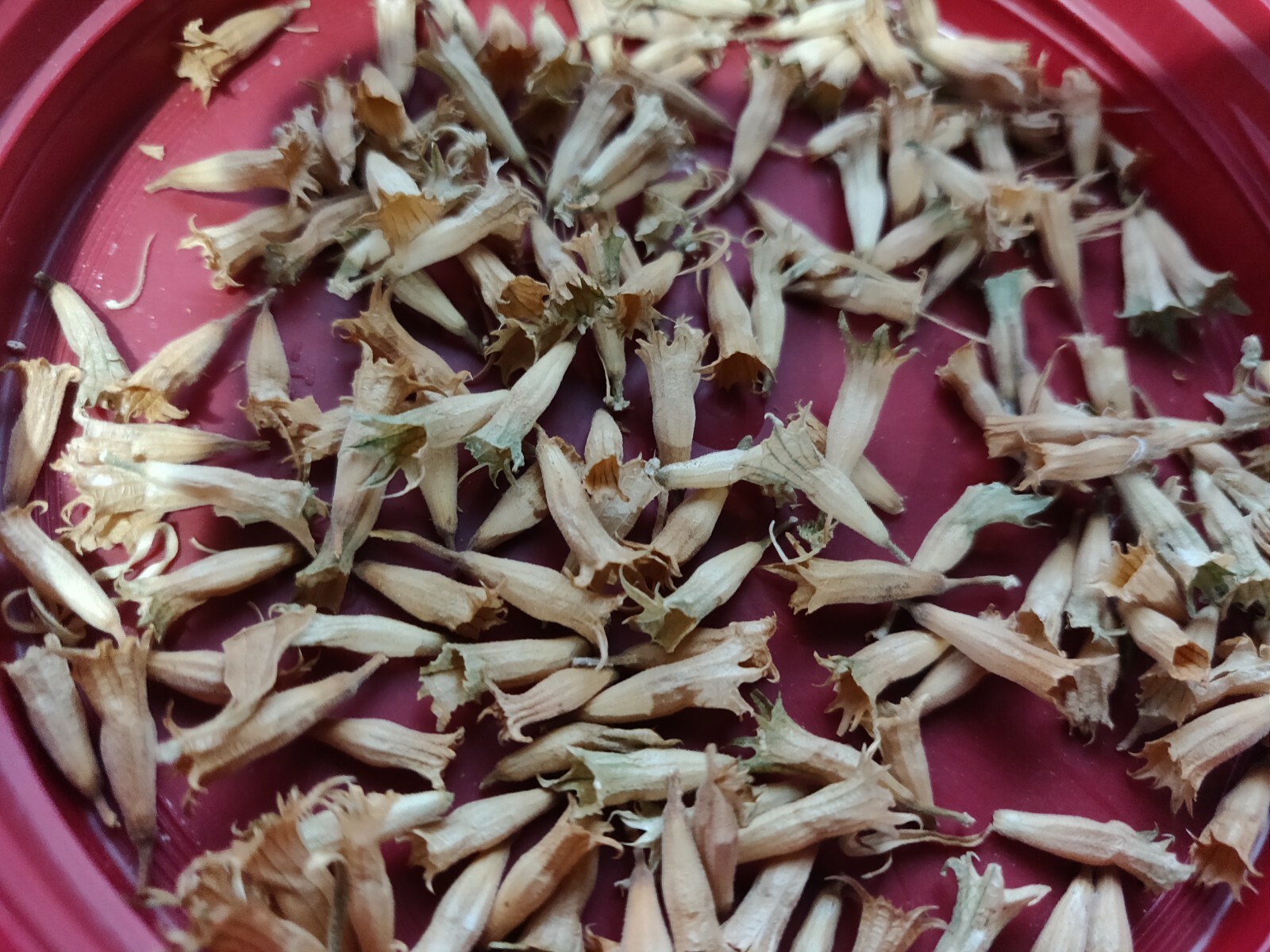 100 WILD DAGGA SEEDS(LEONOTIS LEONURUS/SEMILLAS DE COLA DE LEON