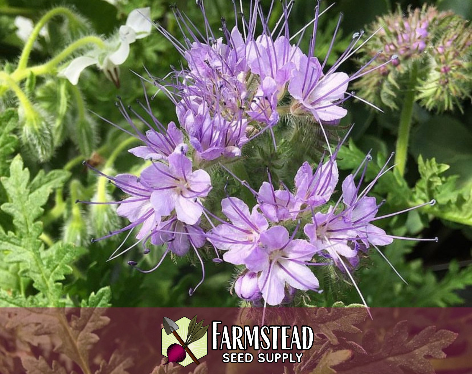 4,200+ Lacy Phacelia Seeds | Native Flower Gardening, Phacelia tanacetifolia