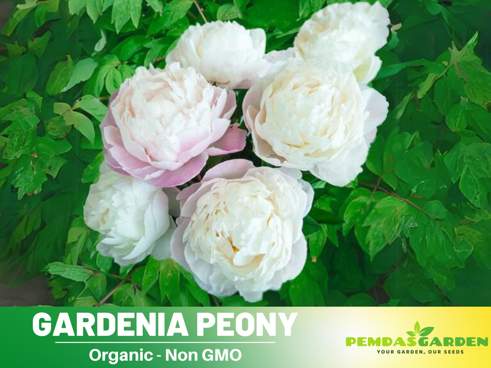 10+Seeds| Gardenia Peony Perennial Seeds #B045