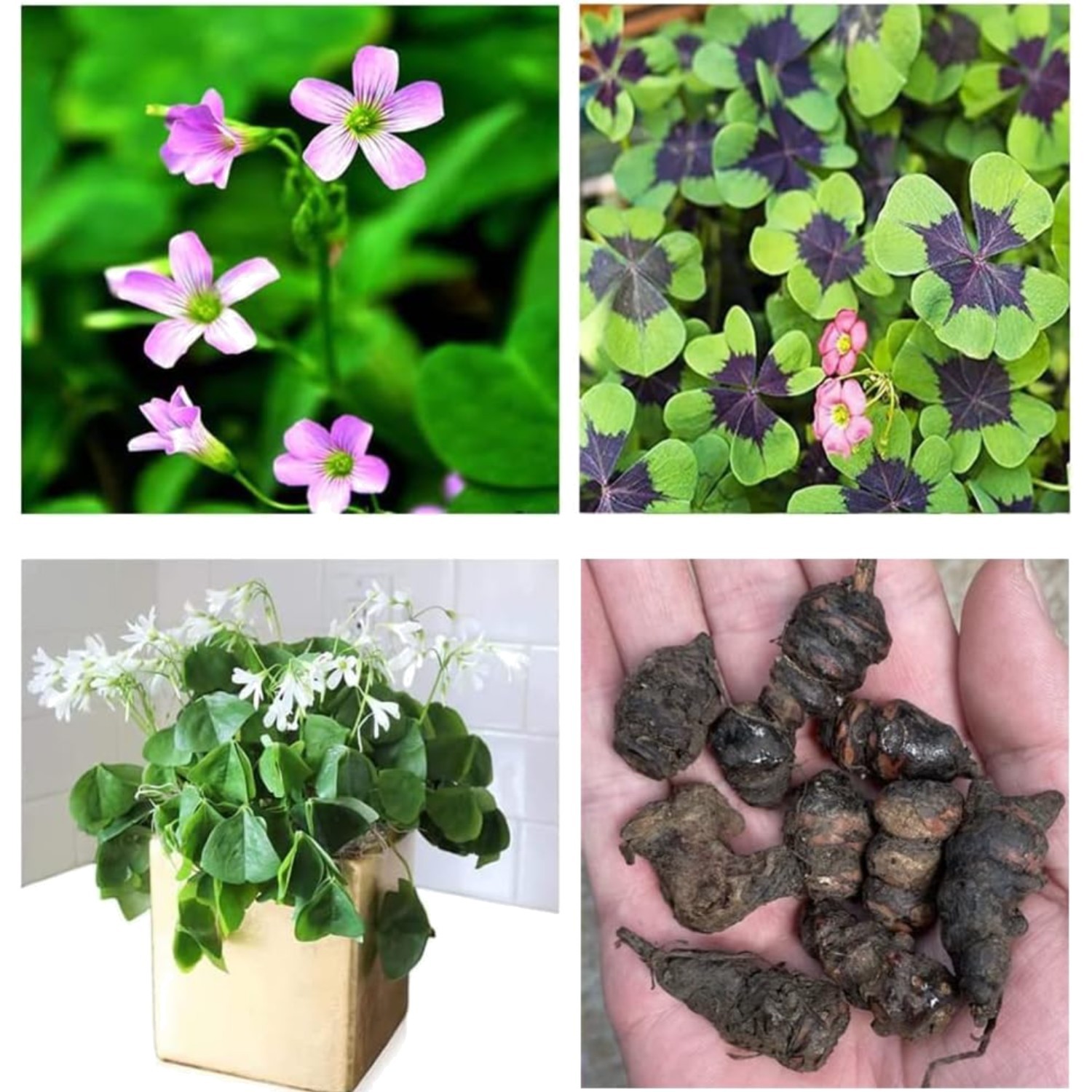 Green Shamrock Bulbs 15 Count Indoor Outdoor Planting Easy Grow