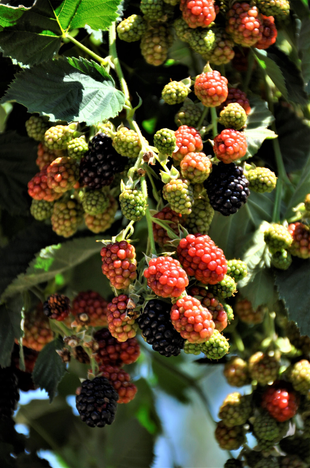 Triple Crown Thornless Blackberry Seeds 20 Seeds