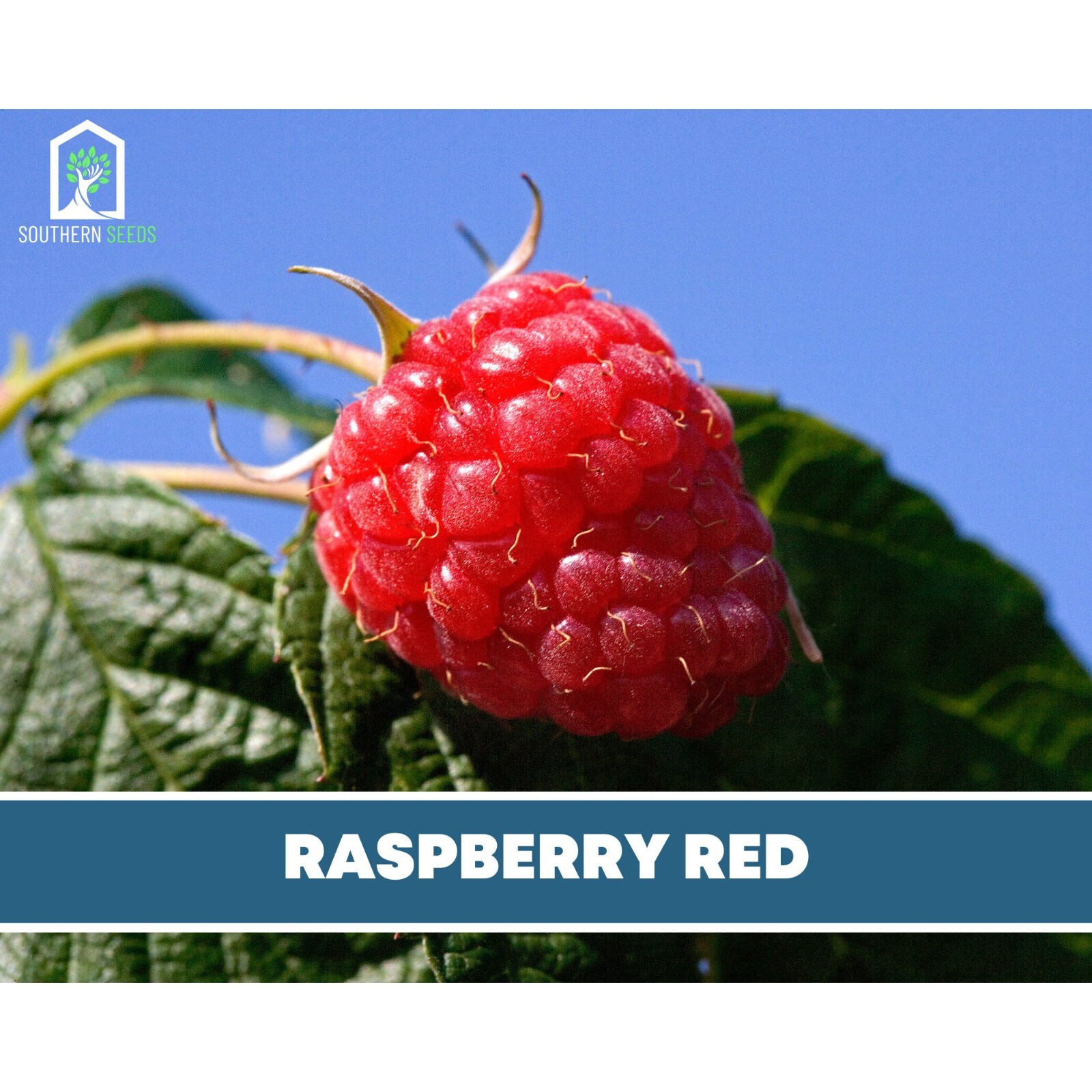 Raspberry, Red European – Heirloom Seeds – Non GMO (Rubus idaeus var. idaeus)