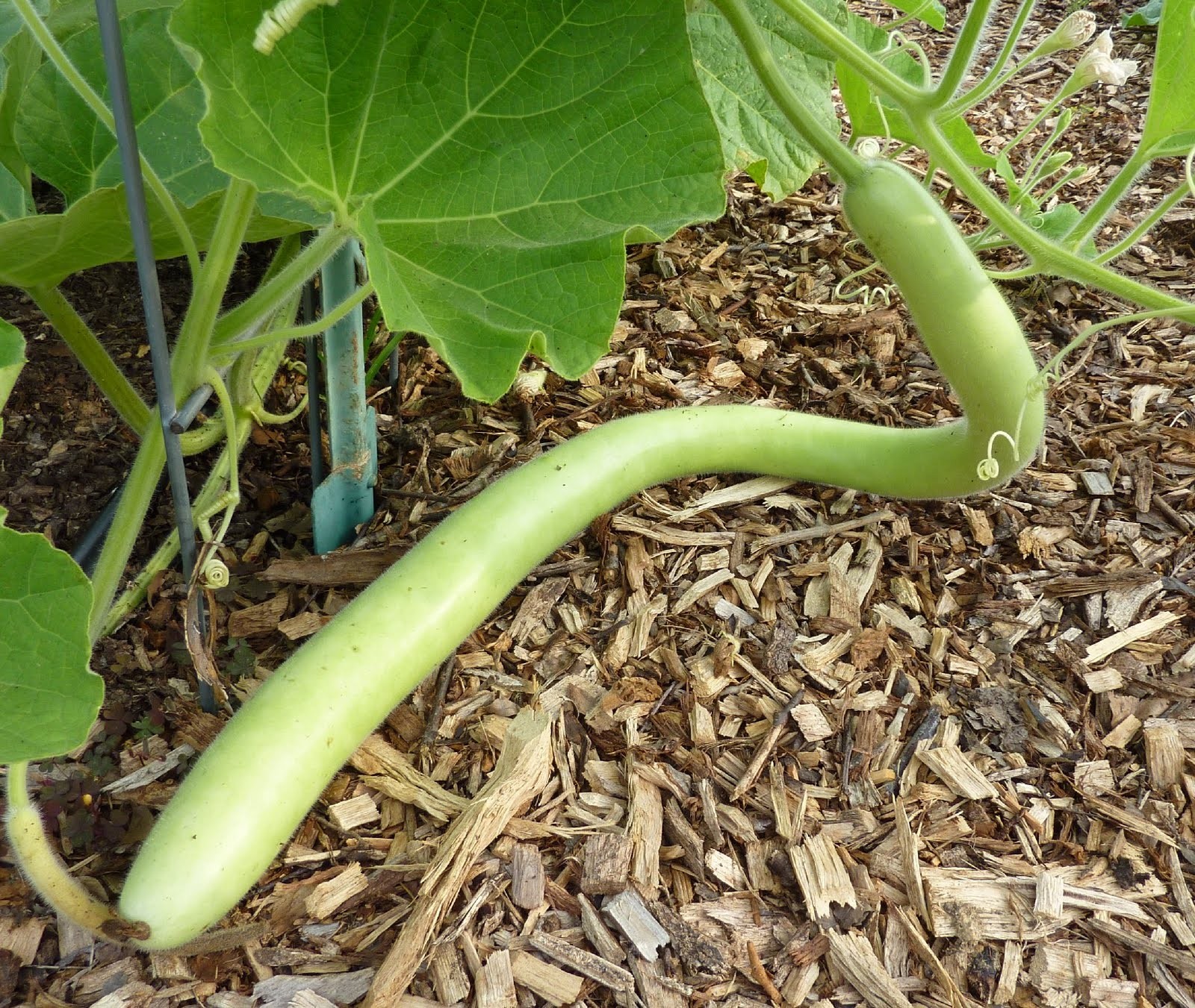 Cucuzza Squash Seeds | Cucuzzi Snake Gourd Tromboncino Opo Long Bottle Seed 2024