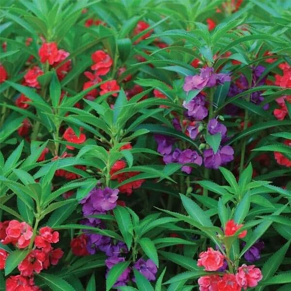 Garden Balsam Flower Mix Seeds -Camelia Balsam Touch Me Not 1.5g (100+ seeds)