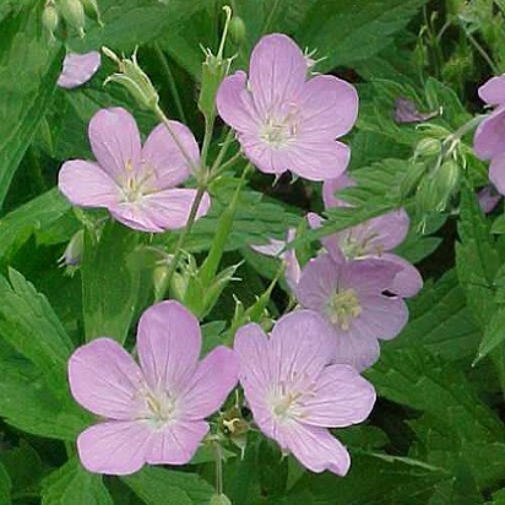 Wild Geranium ( Geranium canadense) | Bulbs
