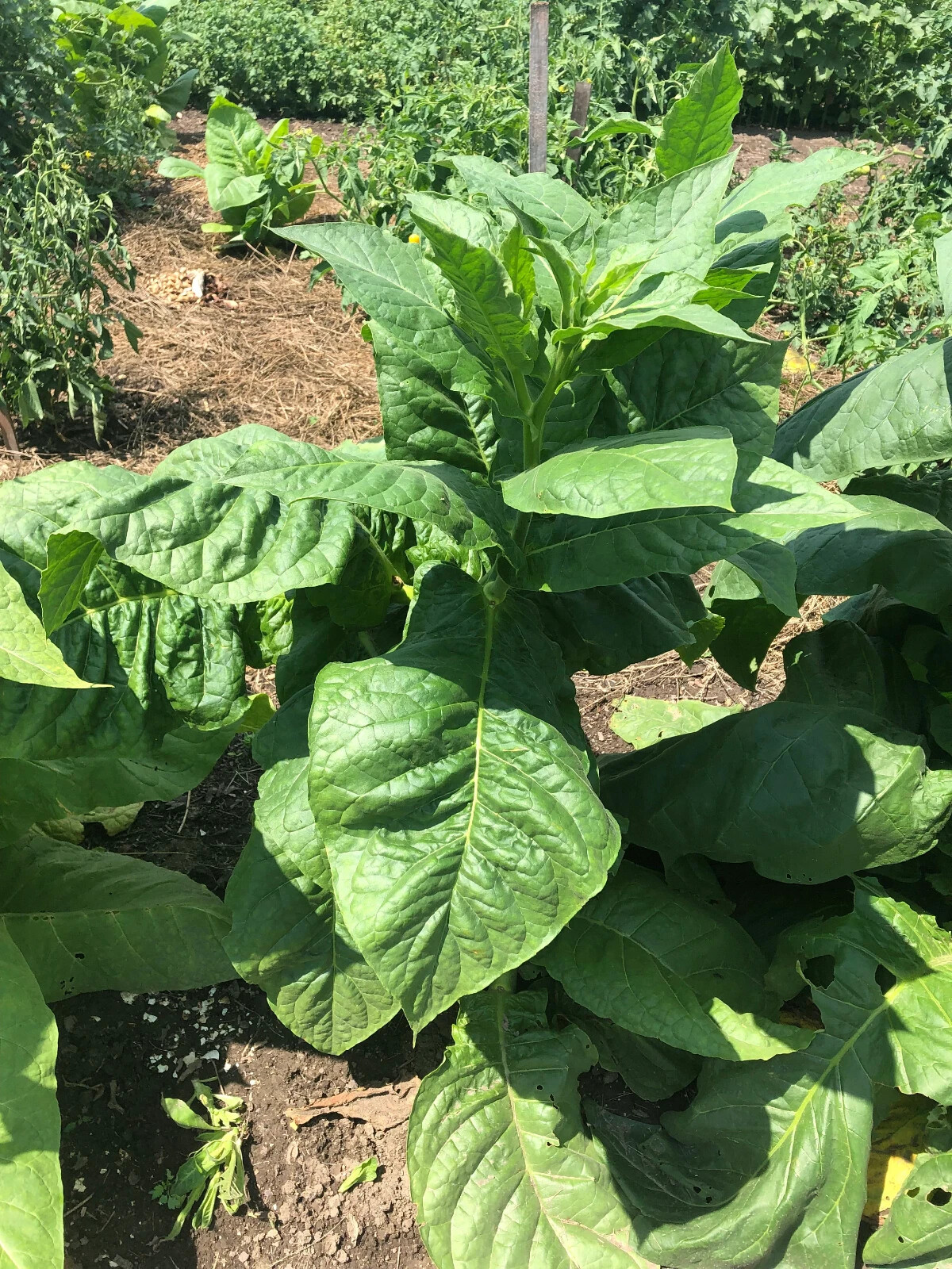 Criollo-98 Tobacco Seeds approx. 100 Non-GMO Free Shipping No Tracking Read Desc