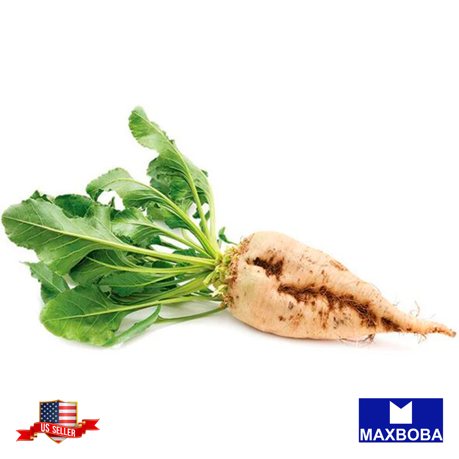 Beet Seeds – Sugar Beet / Beta vulgaris – Non-GMO Heirloom and Vegetable Garden
