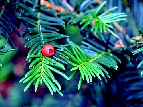 10 Japanese “Spreading” Yew (Taxus cuspidata) Tree Seeds, Bonsai or Landscaping