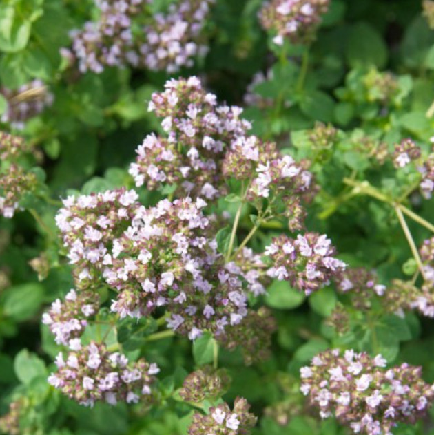 OREGANO ITALIAN Mediterranean Medicinal Culinary Pizza Herb Non-GMO 1000 Seeds!