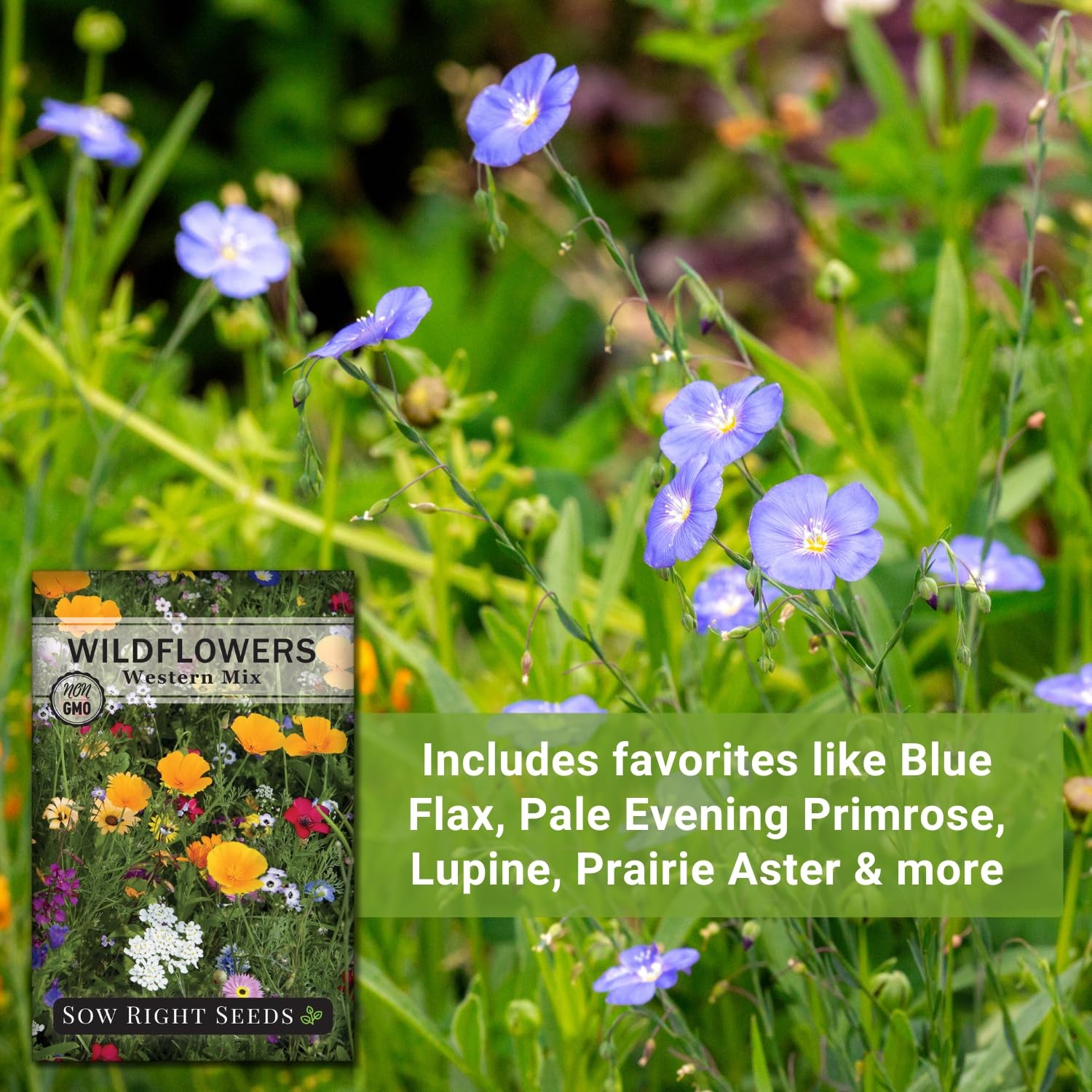 Sow Right Seeds – Wildflowers Mix for Planting in West – Non-GMO mix