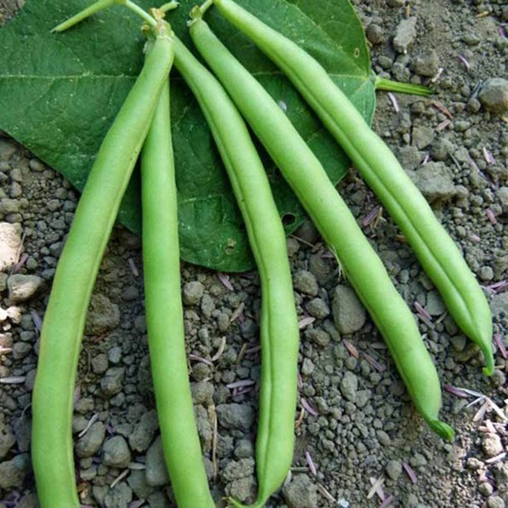 Bean Slenderette Bush Bean Seeds ,”COOL BEANS N SPROUTS” Brand. Home Gardening.