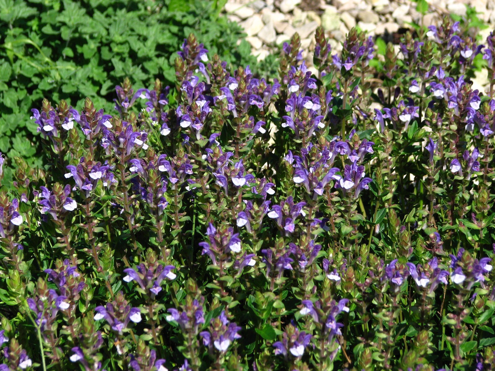 250 Scutellaria baicalensis Seeds – Baikal Scullcap Seeds – Medicinal Herb