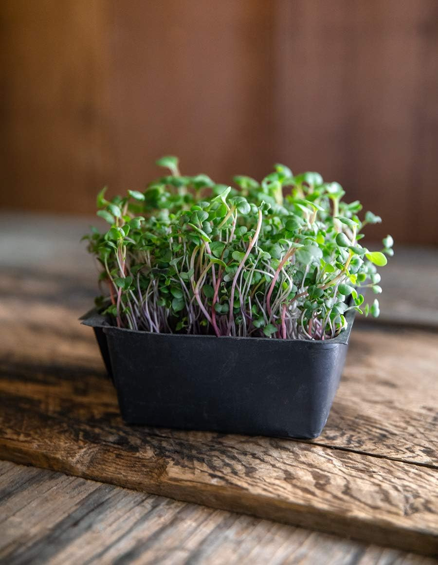 Superfood Microgreen Seeds Mix | for Microgreens Growing Trays | 1 LB | Heirloom
