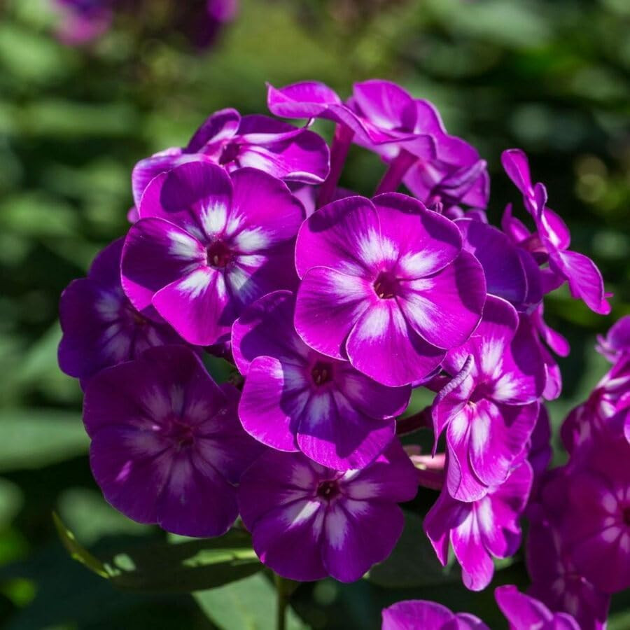 10007+ Creeping Mixed Phlox Seeds for Planting,Bright Perennial Creeping Phlox S