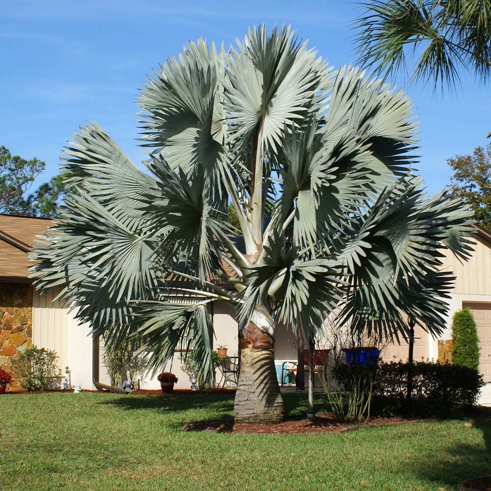 Silver Bismarckia Palm Tree – 5 Seeds, Bismarckia Nobilis 2024