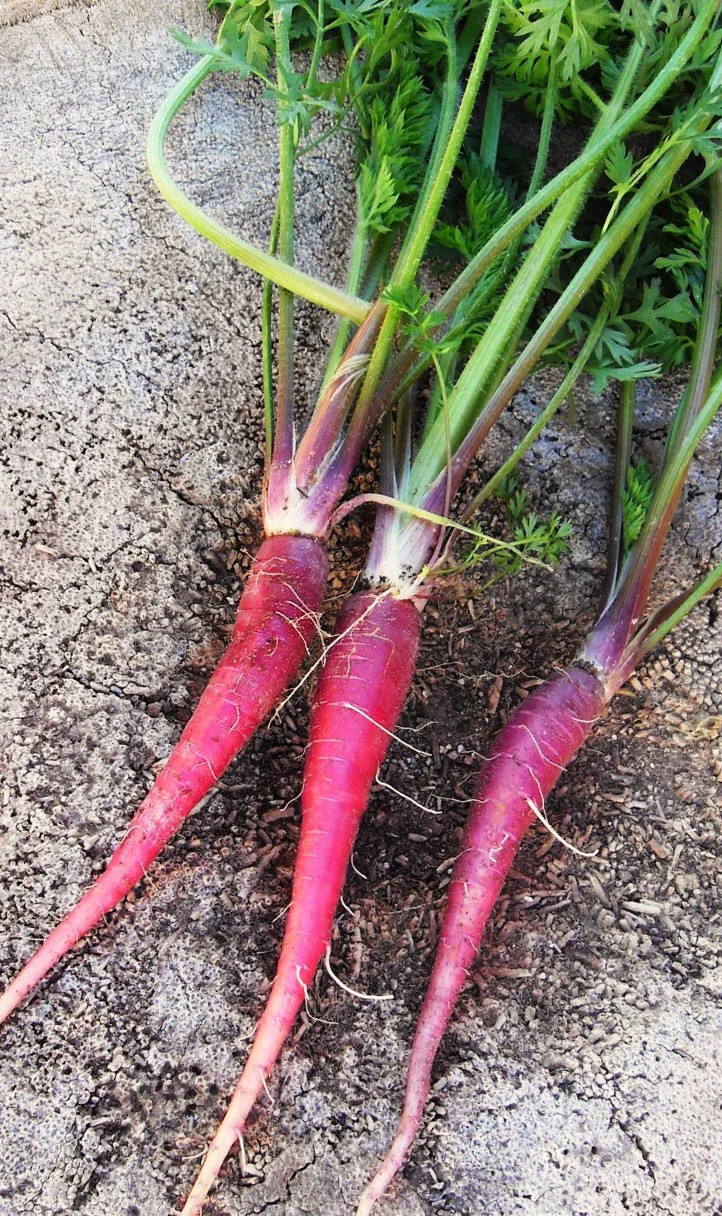 Purple Dragon Carrot Seeds | Cosmic Orange Yellow Core Red Skin Stars Seed 2024