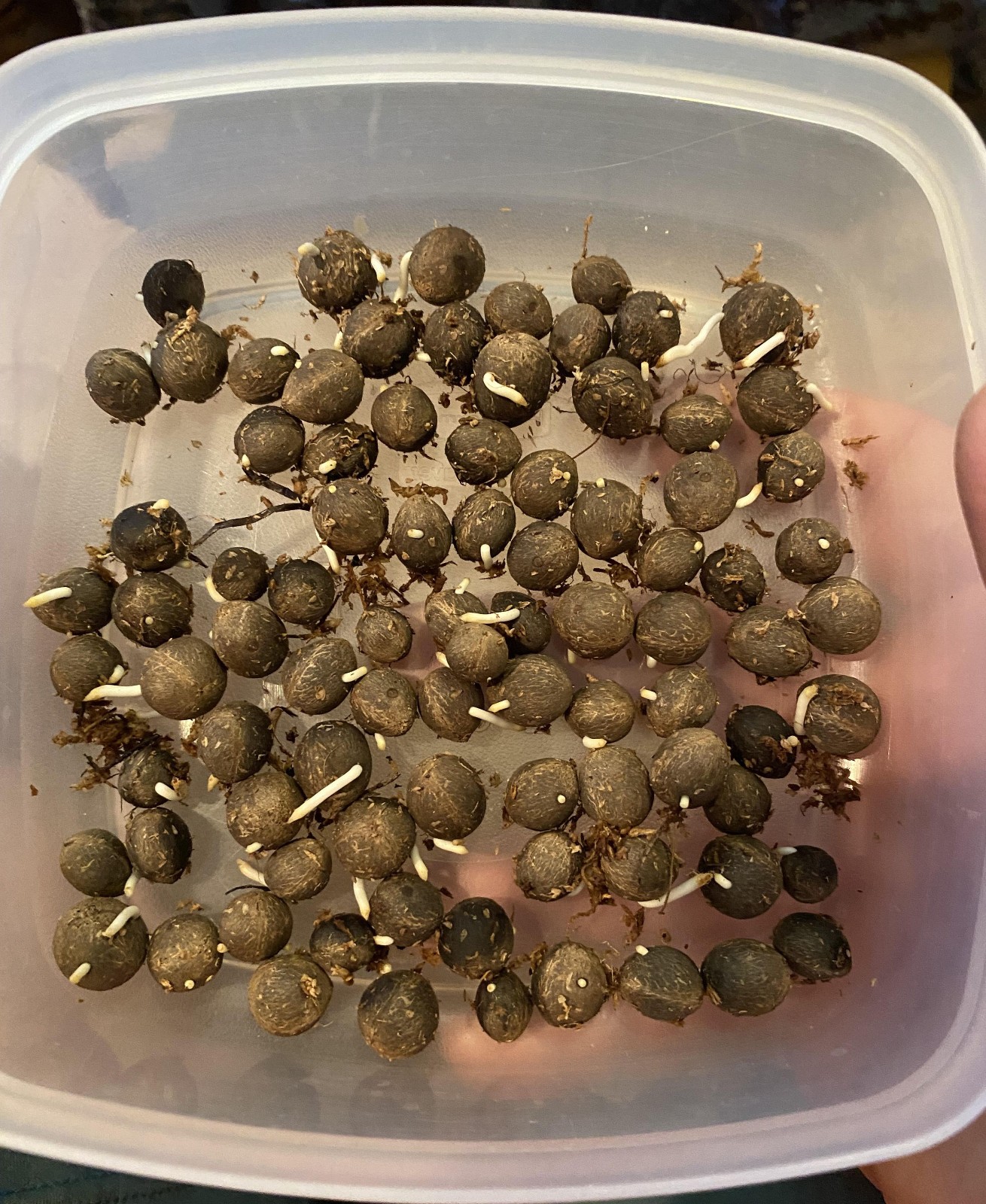 Butiagrus Seeds! F1 Hybrid Mule Palm Seeds. Rarely Ever Offered! Cold Hardy!