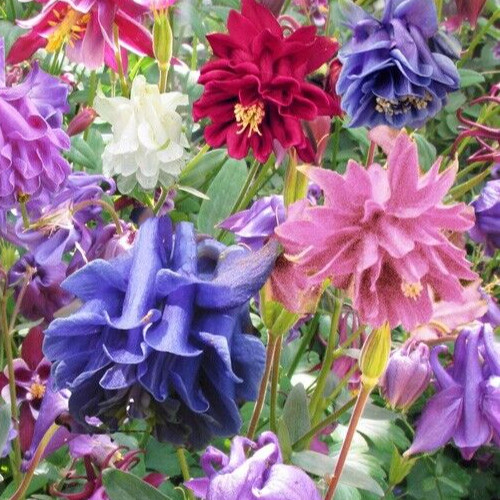 Aquilegia vulgaris plena, granny’s bonnet mix, columbine 25 seed