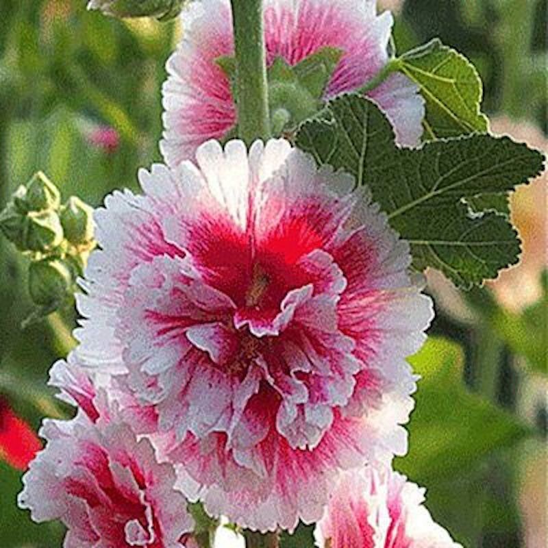 20 SEEDS for White/Pink Combo HOLLYHOCK rare flower bed exotic plant USA Seller