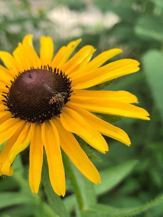 5000 Organic Black Eyed Susan Flower Seeds Non-GMO Heirloom- With Bonus!