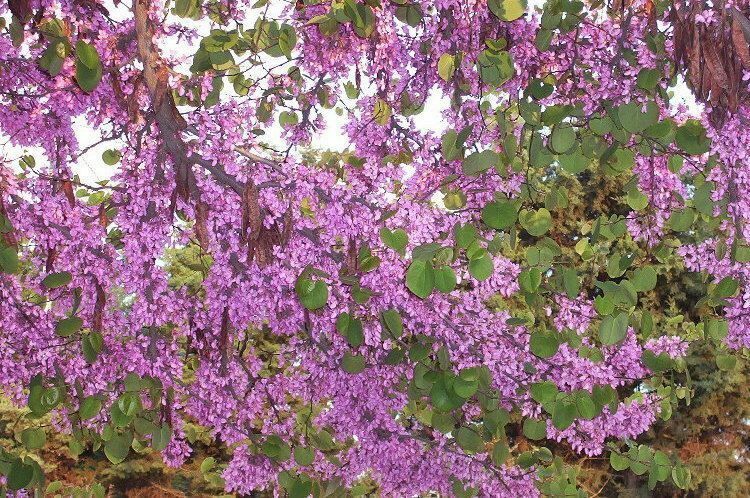 Cercis Occidentalis 25 Seeds, Western Redbud Cold Hardy Flowering Shrub Or Tree