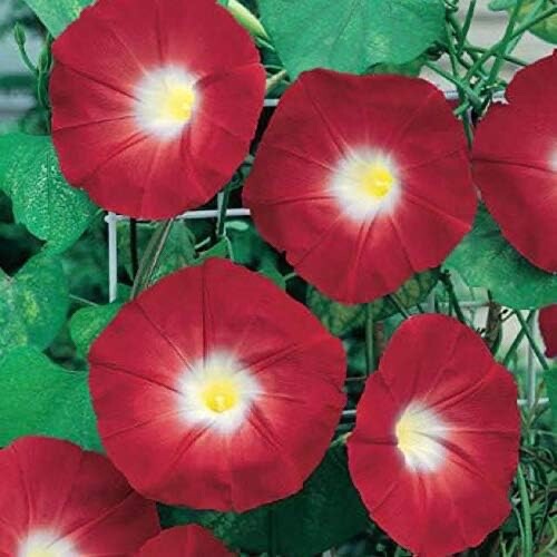 Red Ipomoea Climbing Vine 100 Seeds to Plant