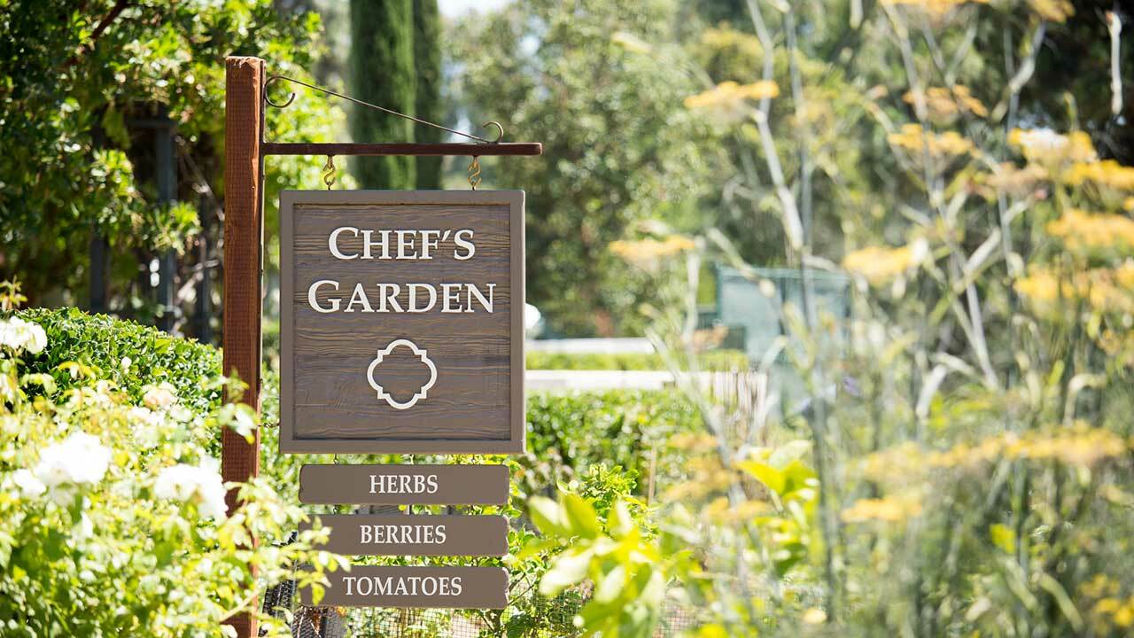 ESSENTIAL KITCHEN SURVIVAL! 5 CULINARY herb varieties great taste NON-GMO SEEDS