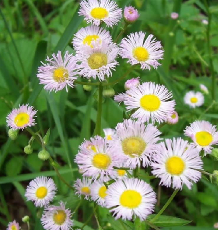 12 Philadelphia (delicate Pink) Fleabane Bare Root NATIVE/ORGANIC Host