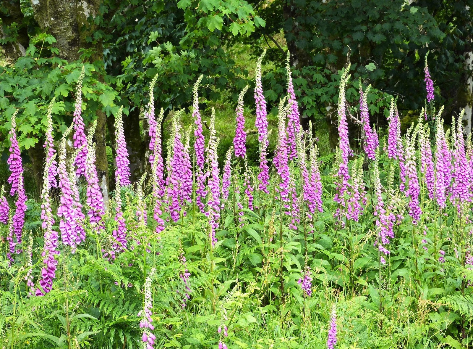 Foxglove Seeds | Mixed Colors Purple Perennial Tall Pollinator Flower Seed 2025