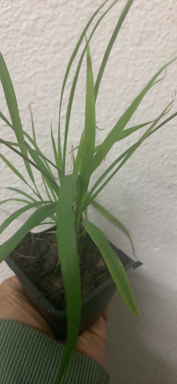 1. Live ORGANIC Lemongrass Stalks Plugs Cymbopogon Sereh Plant Lemon Grass Herb