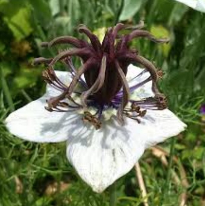 50+ Nigella African Bride seeds
