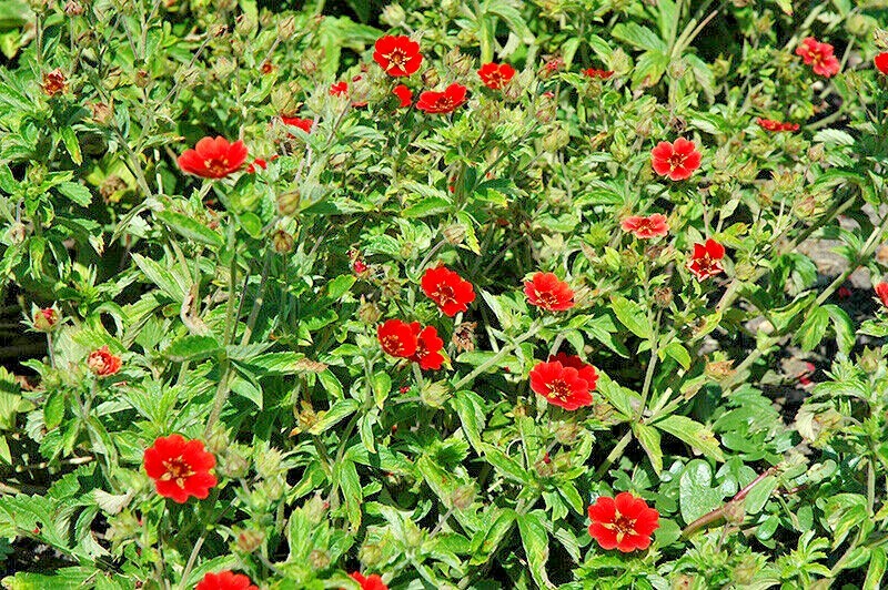 101+PONTENTILLA SCARLET CINQUEFOIL Seed Native Perennial Compact Flowering Shrub