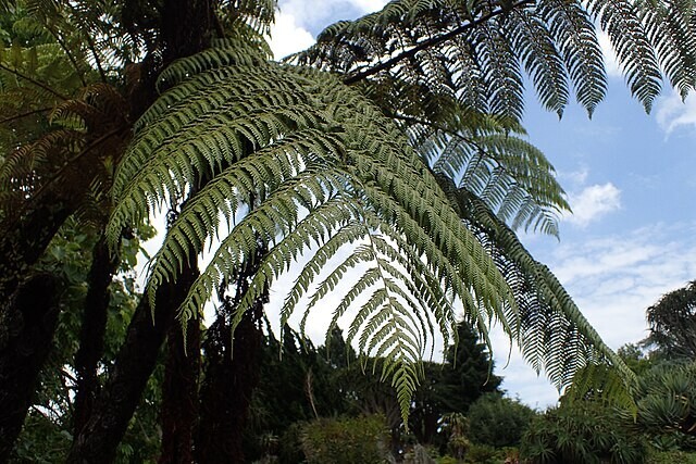 Cyathea medullaris | Black Tree Fern | 100 Spores