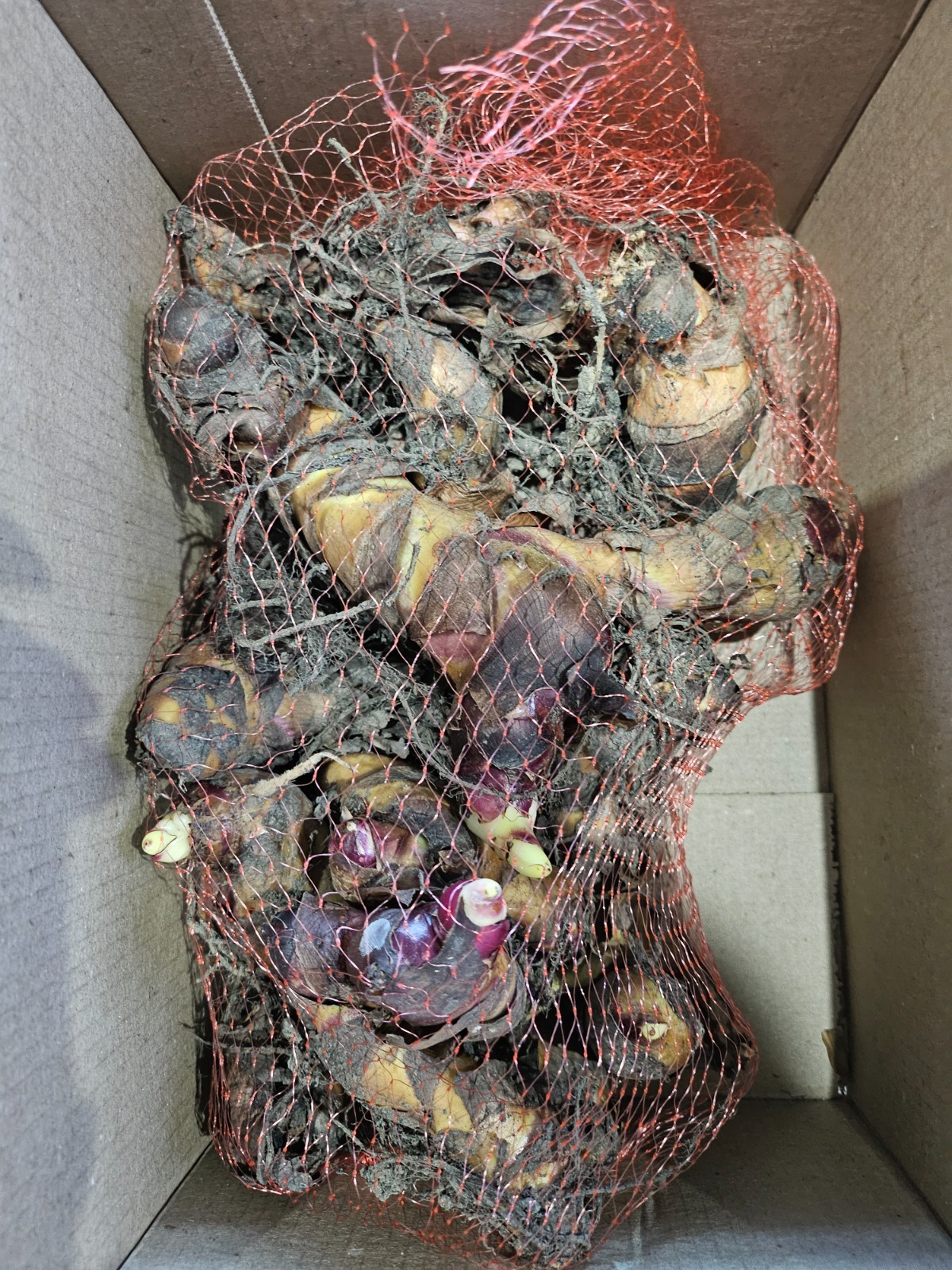 Red Canna Lily Bulbs / Rhizomes * Box of ten + bulbs* (President)