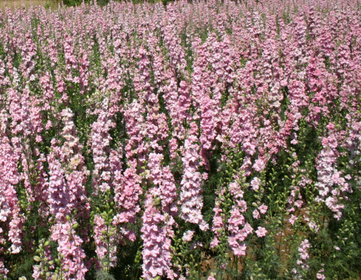Rocket Larkspur Delphinium PASTEL MIX Blue Pink Pollinators Non-GMO 500 Seeds!