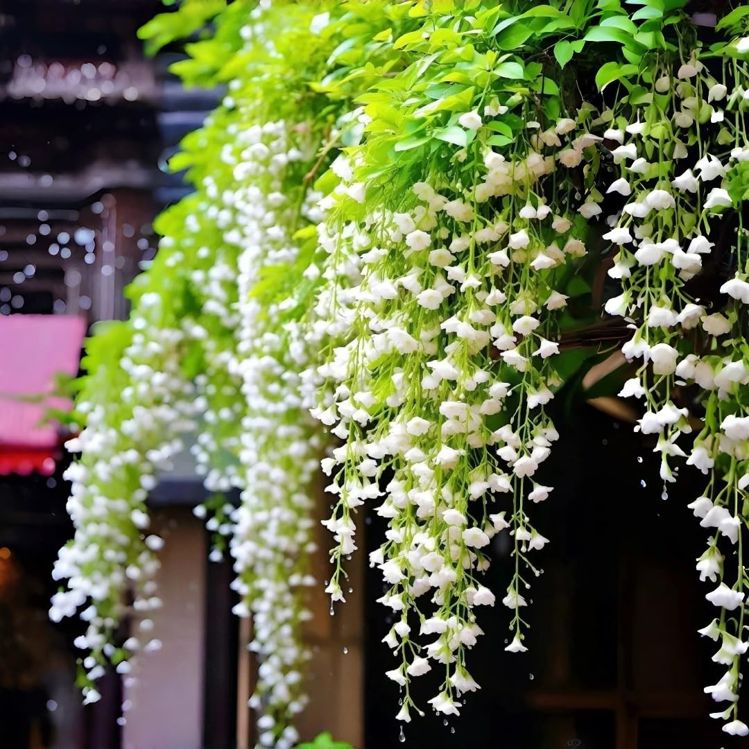 Weeping Jasmine Seeds (300 PCS) – Fragrant Cascading White Flowers, Climbing …
