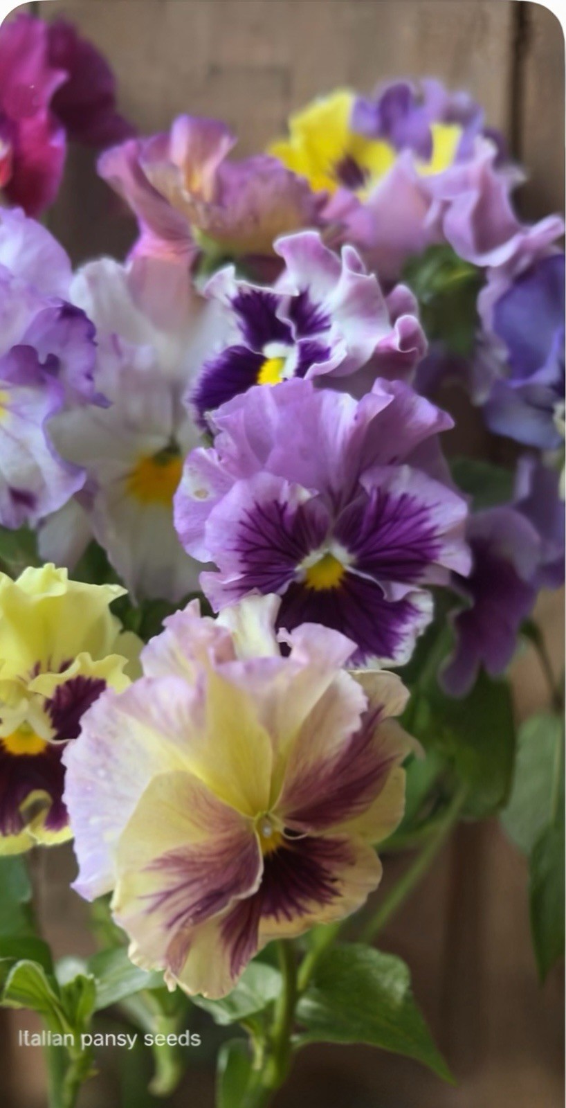 Flamenco Pansy Seeds Italian Purple Yellow Pink Blue Ruffled Mix from Onings