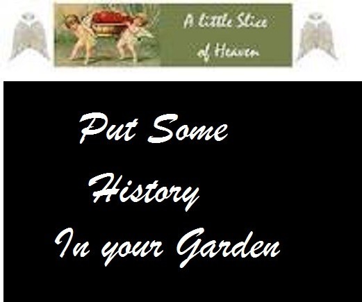 10 Orange Strawberry Heirloom Historical ” Plus 2 Packs of Vegetable Seeds